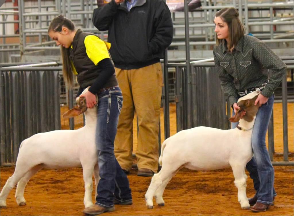 goat contest